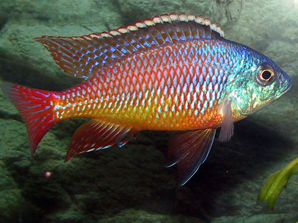 Aulonocara  peacock Cichlid
