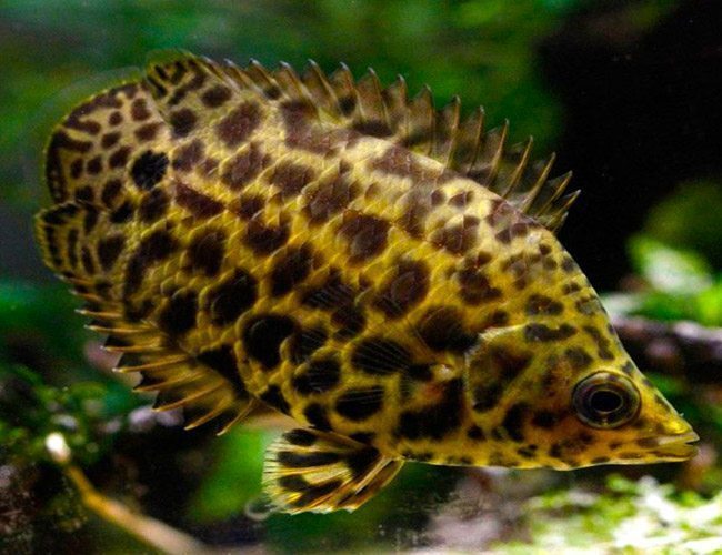 Leopard Bush fish