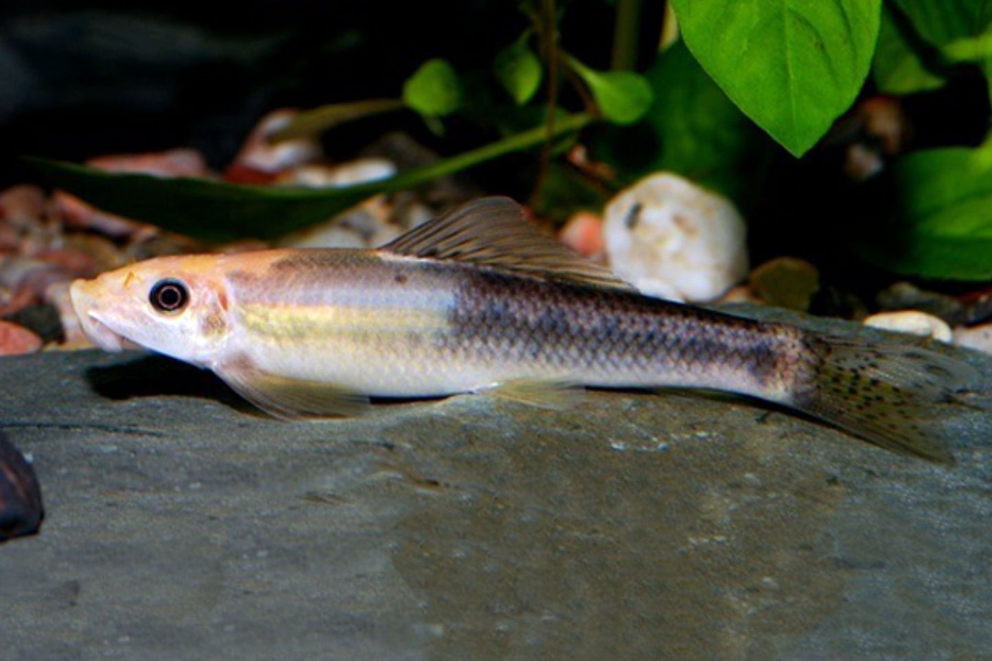 Algae Eater Marble
