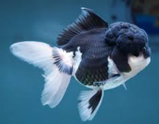 Panda Oranda