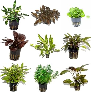 10 x potted assortment plant box