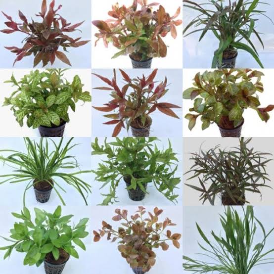 10 x potted assortment plant box