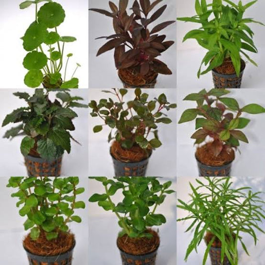 10 x potted assortment plant box