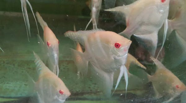Albino Red Eye Angels
