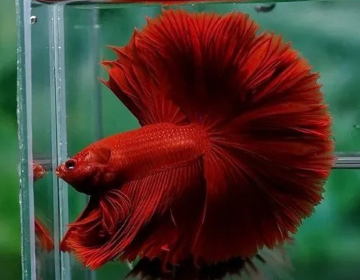 Sieamese fighter (BETTA) TYPES