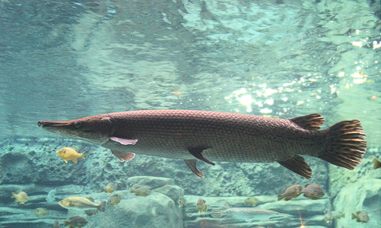 Alligator gar