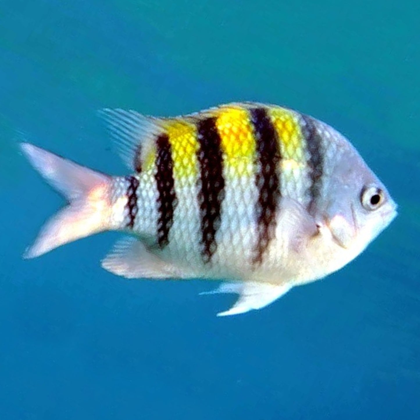 Sergent Major Stripped Damsel