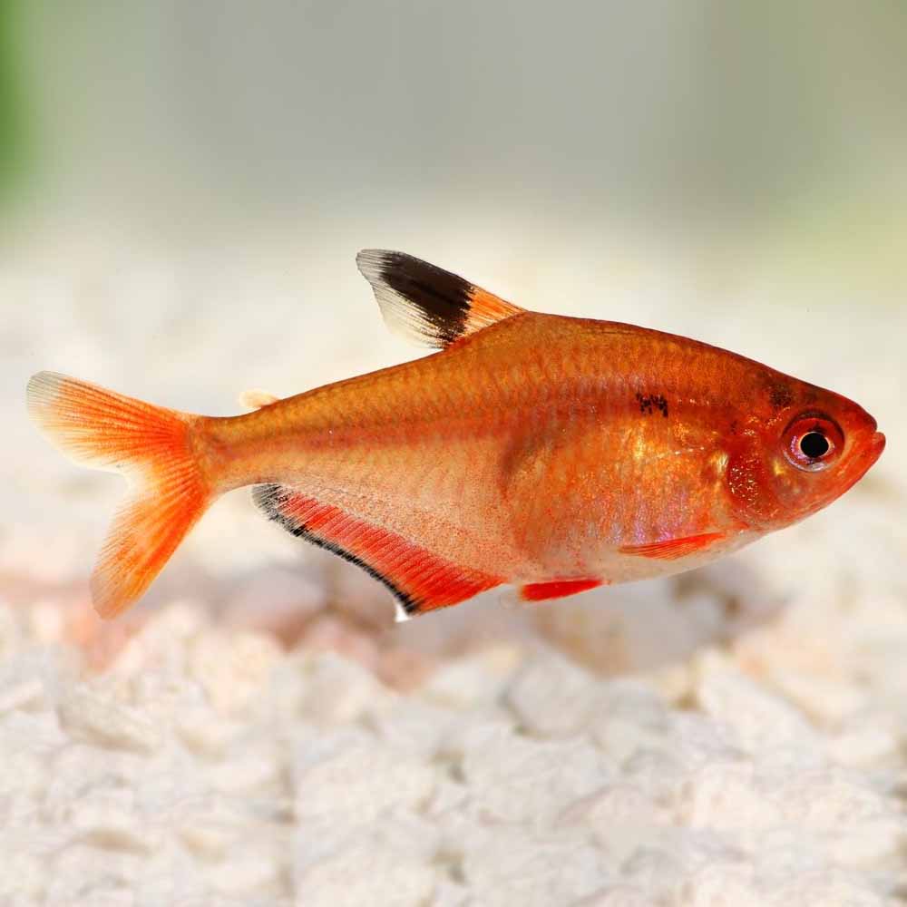 Tetras
