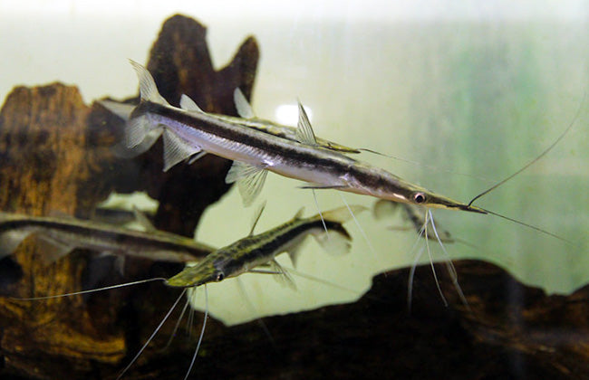 Lima Shovelnose 35 cm