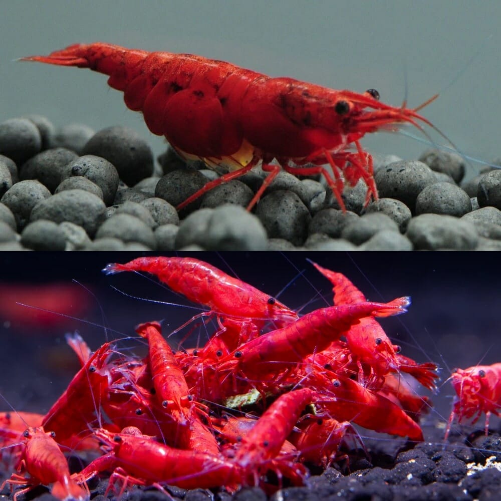 Shrimp exotic types