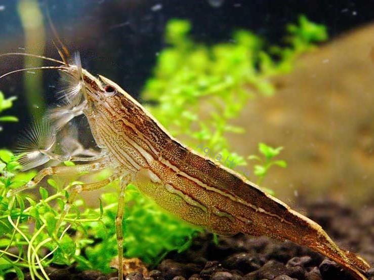 Shrimp exotic types