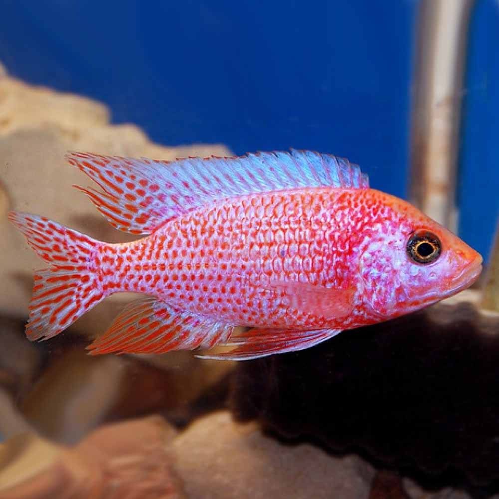 Aulonocara  peacock Cichlid
