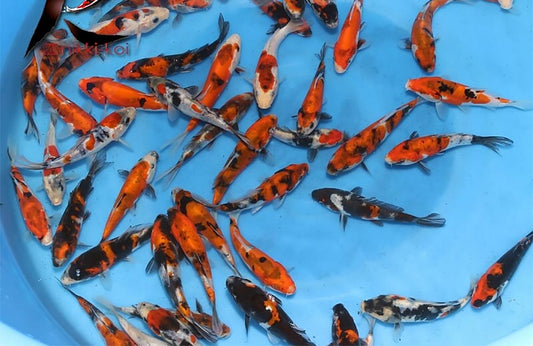 A Grade Koi Show Quality 15 cm