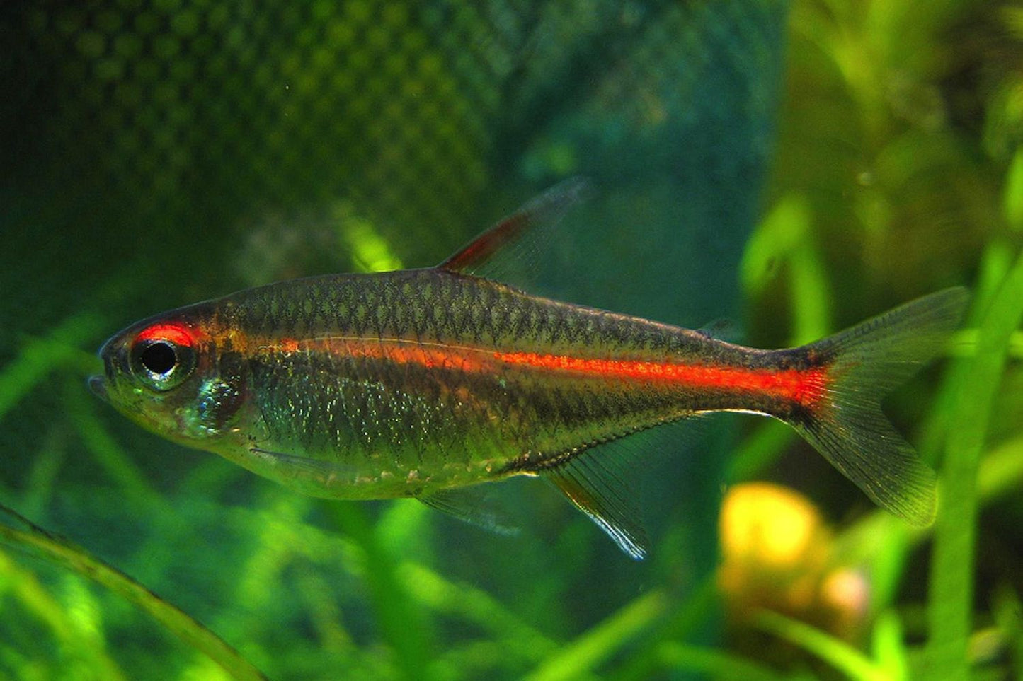 Tetras