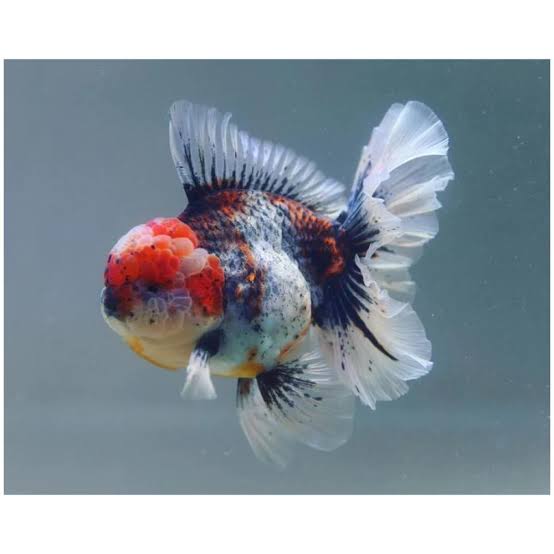 Oranda XXL lionhead