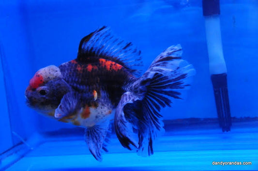 Krinin Oranda lionhead