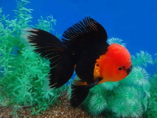 Dragon Oranda Lionhead