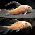 albino peppered corydoras