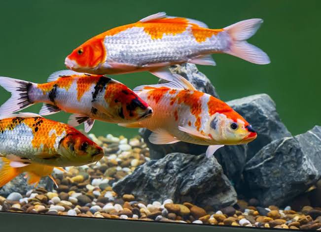 Assorted Koi Fish