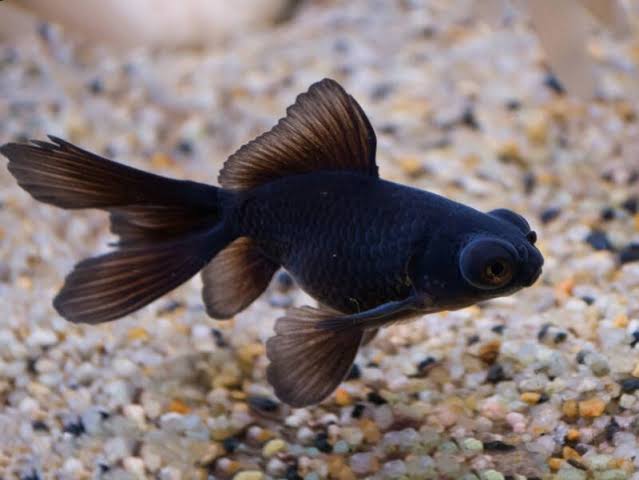 Black moor goldfish