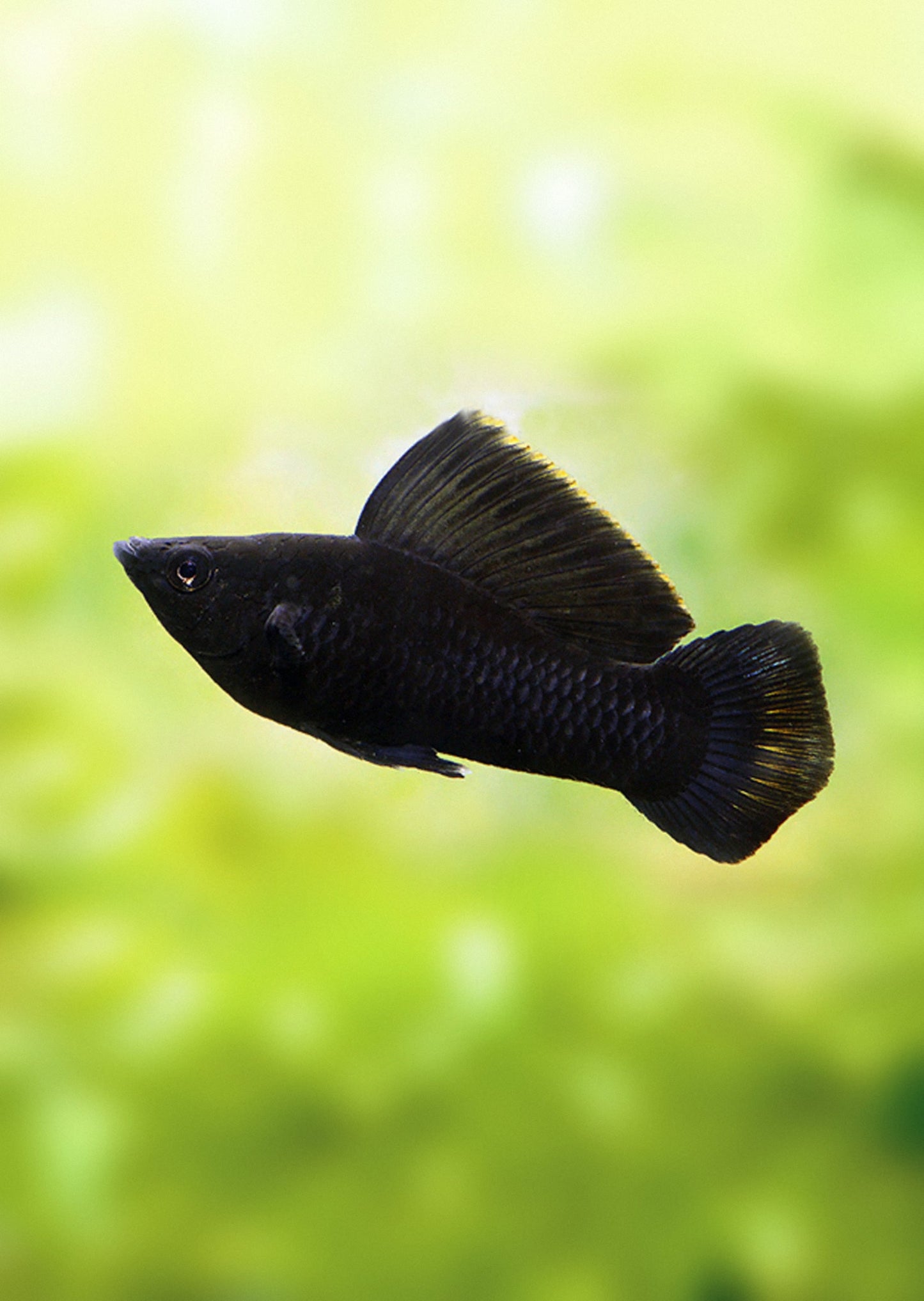 Sailfin Molly (Jumbo)