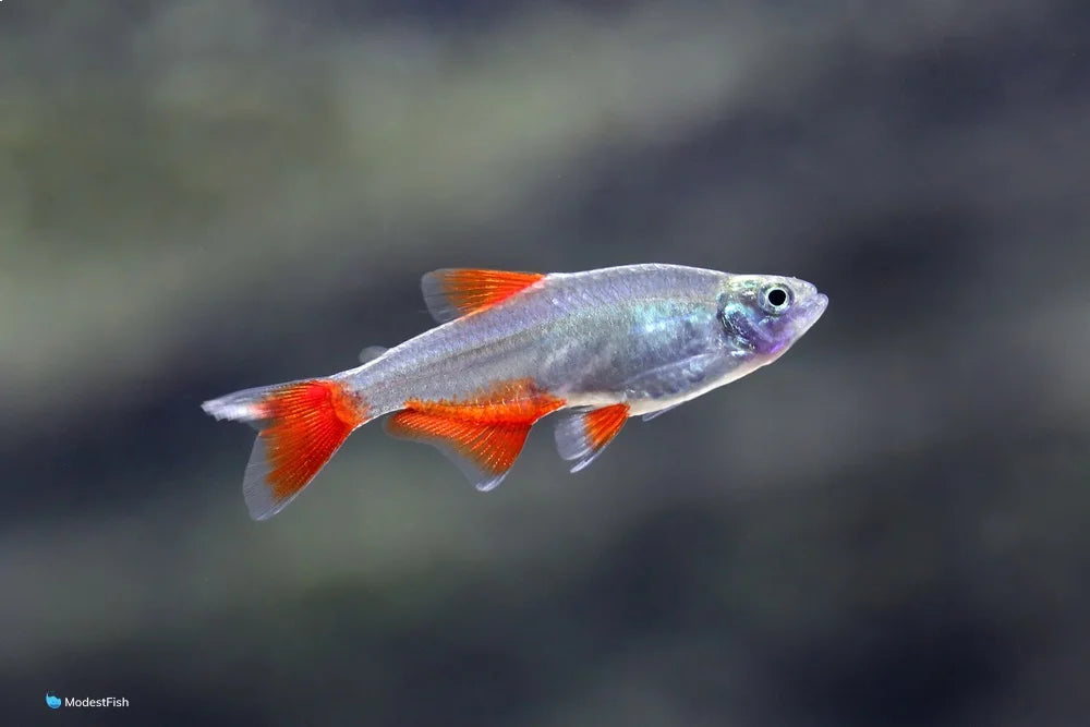 Tetras