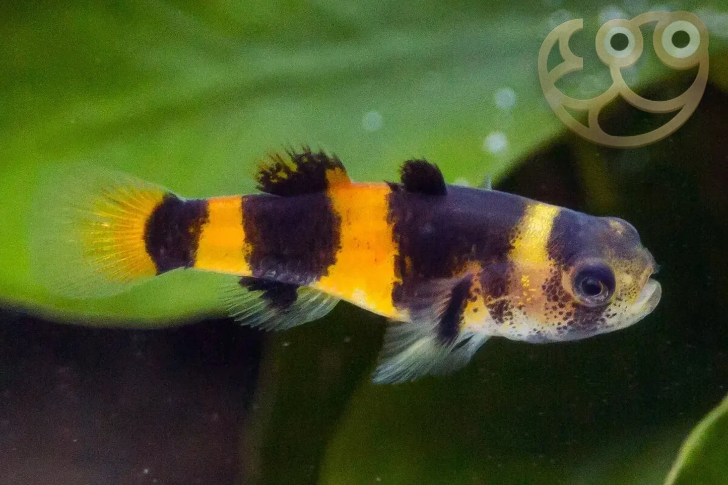 Bumblee bee