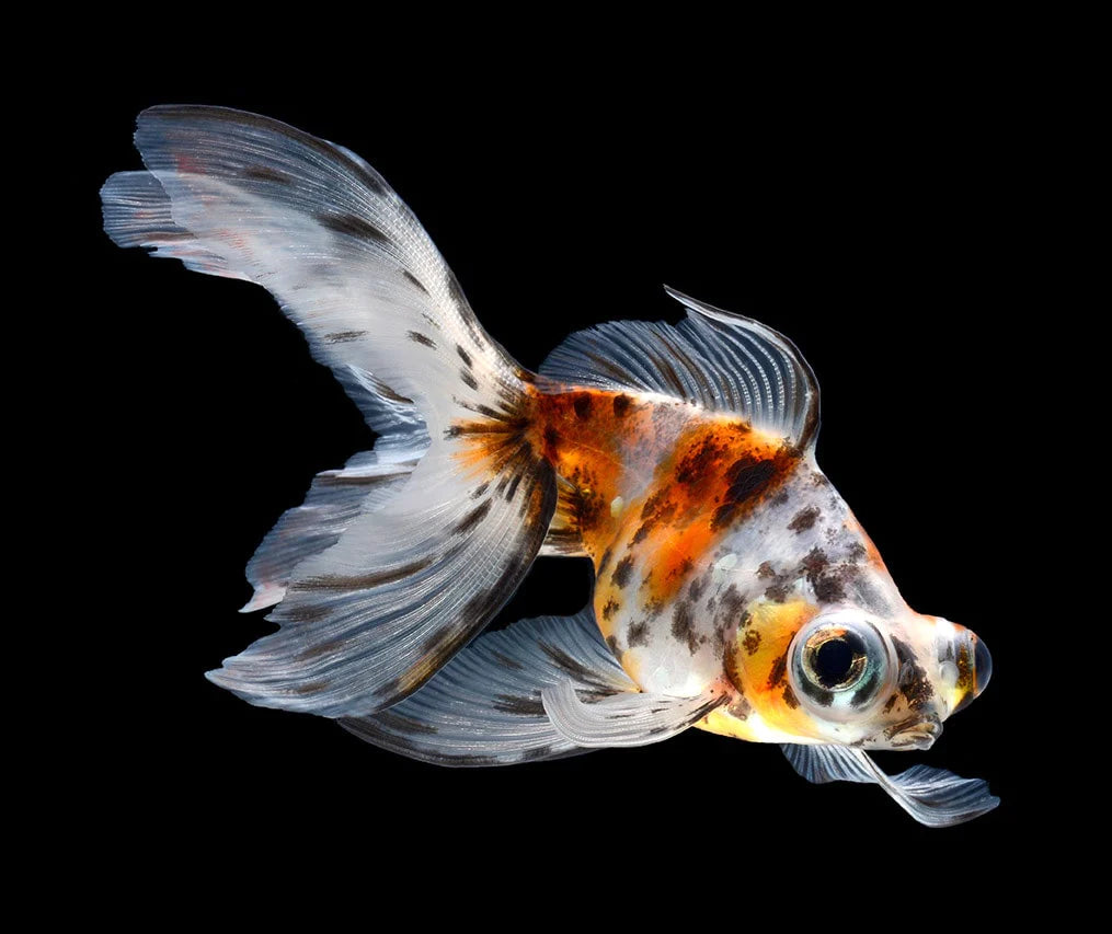 Telescope Goldfish