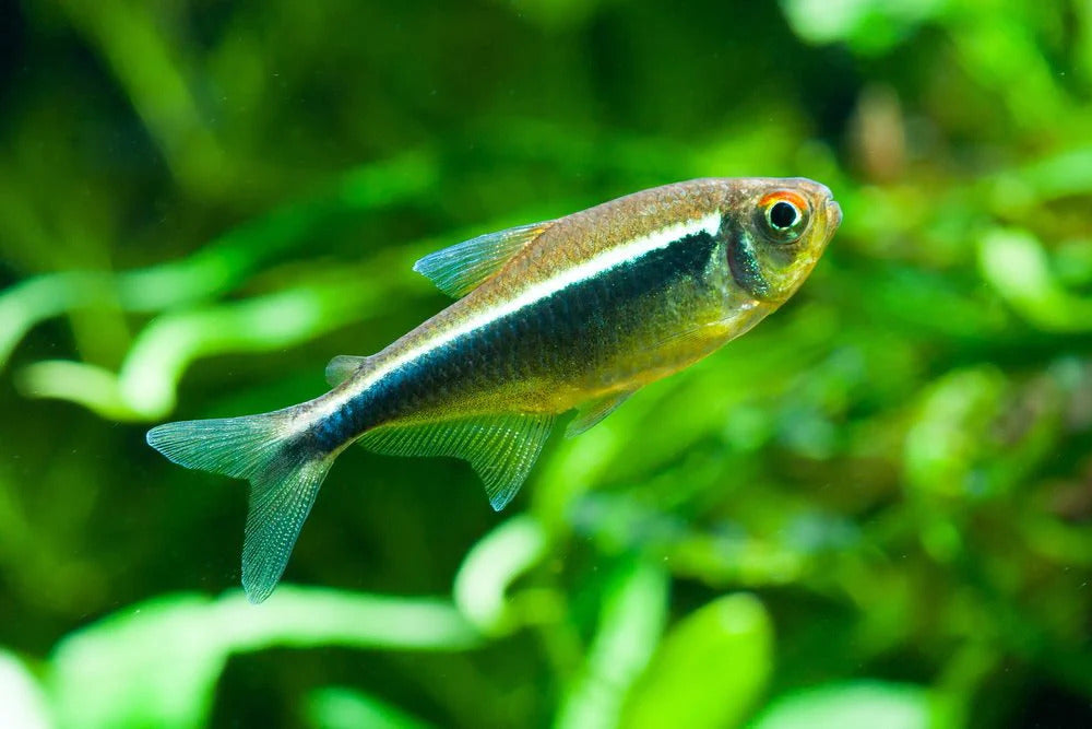 Tetras