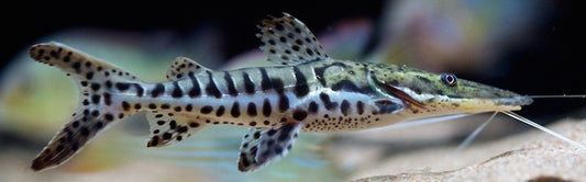 Tiger shovelnose