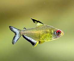 Tetras
