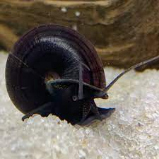 Apple snails Black