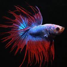 Sieamese fighter (BETTA) TYPES