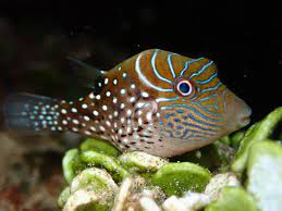Ambon Puffer