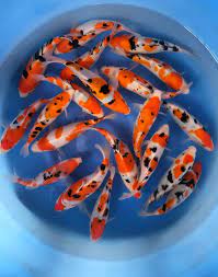 A Grade Koi Show Quality 15 cm
