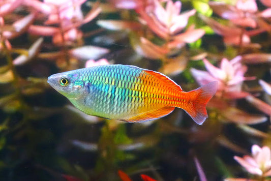 Blue rainbow fish