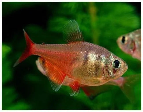 Tetras