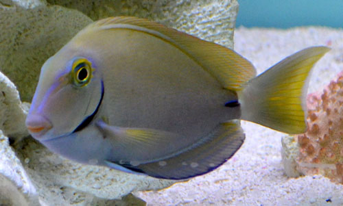 Ocean Tang