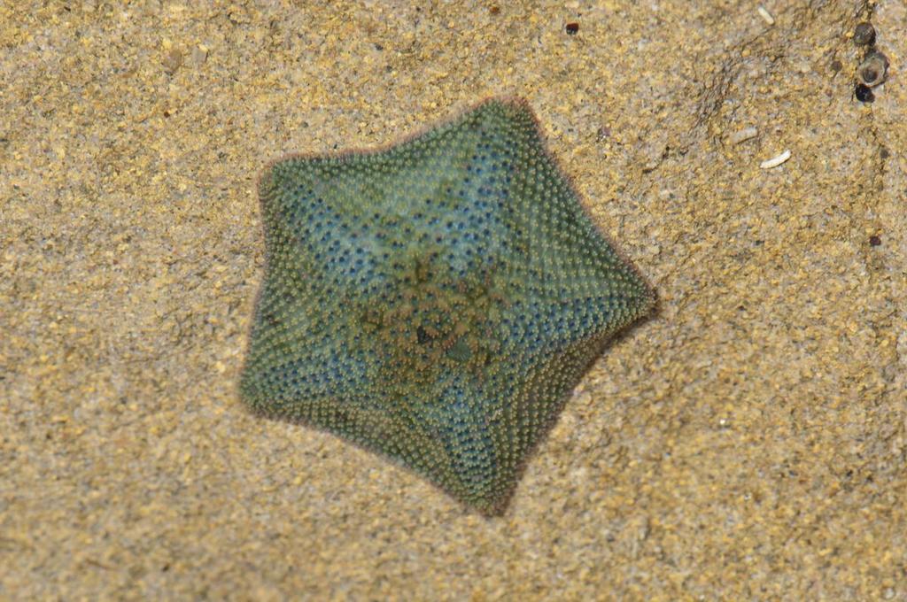 Dwarf Cushion Star