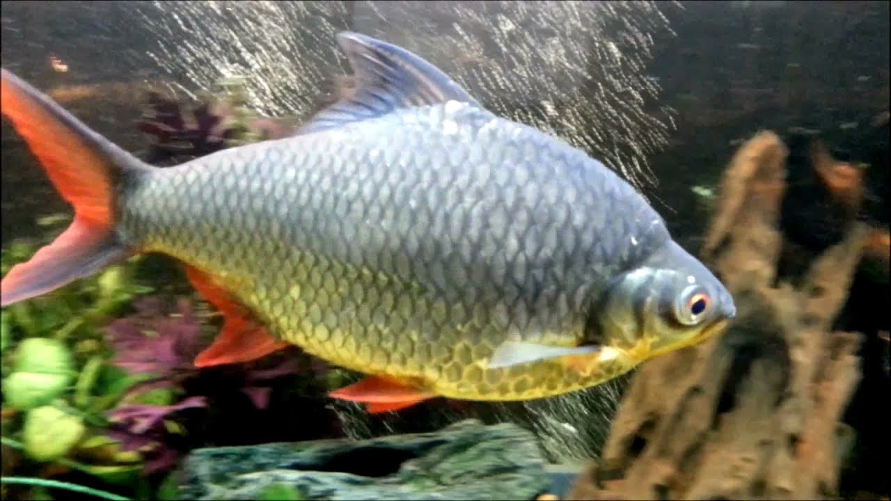 Redfin Tinfoil 17 cm