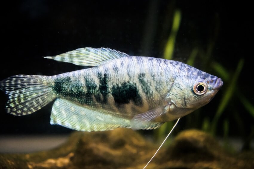 Gouramis blue Cosby/golden