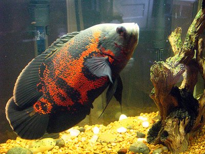Oscar Fish (large 30 cm+)