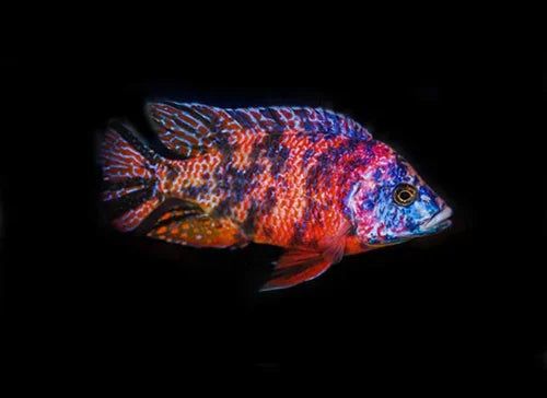 Aulonocara peacock Cichlid