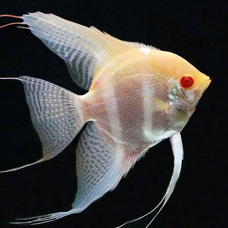 Albino dantum angel