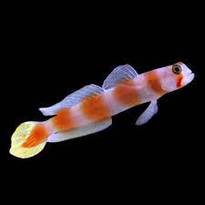 Goby Sunburst