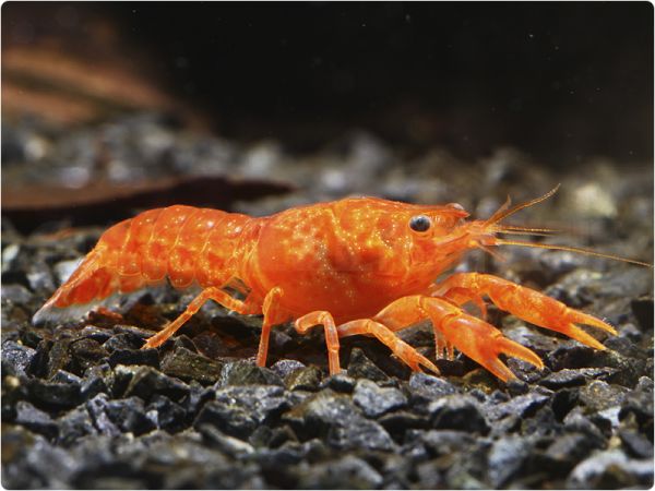 Mexican dwarf crayfish