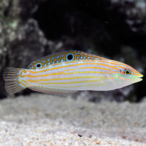 Wrasse adorned