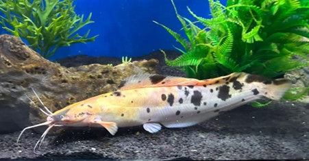 Spotted claris catfish