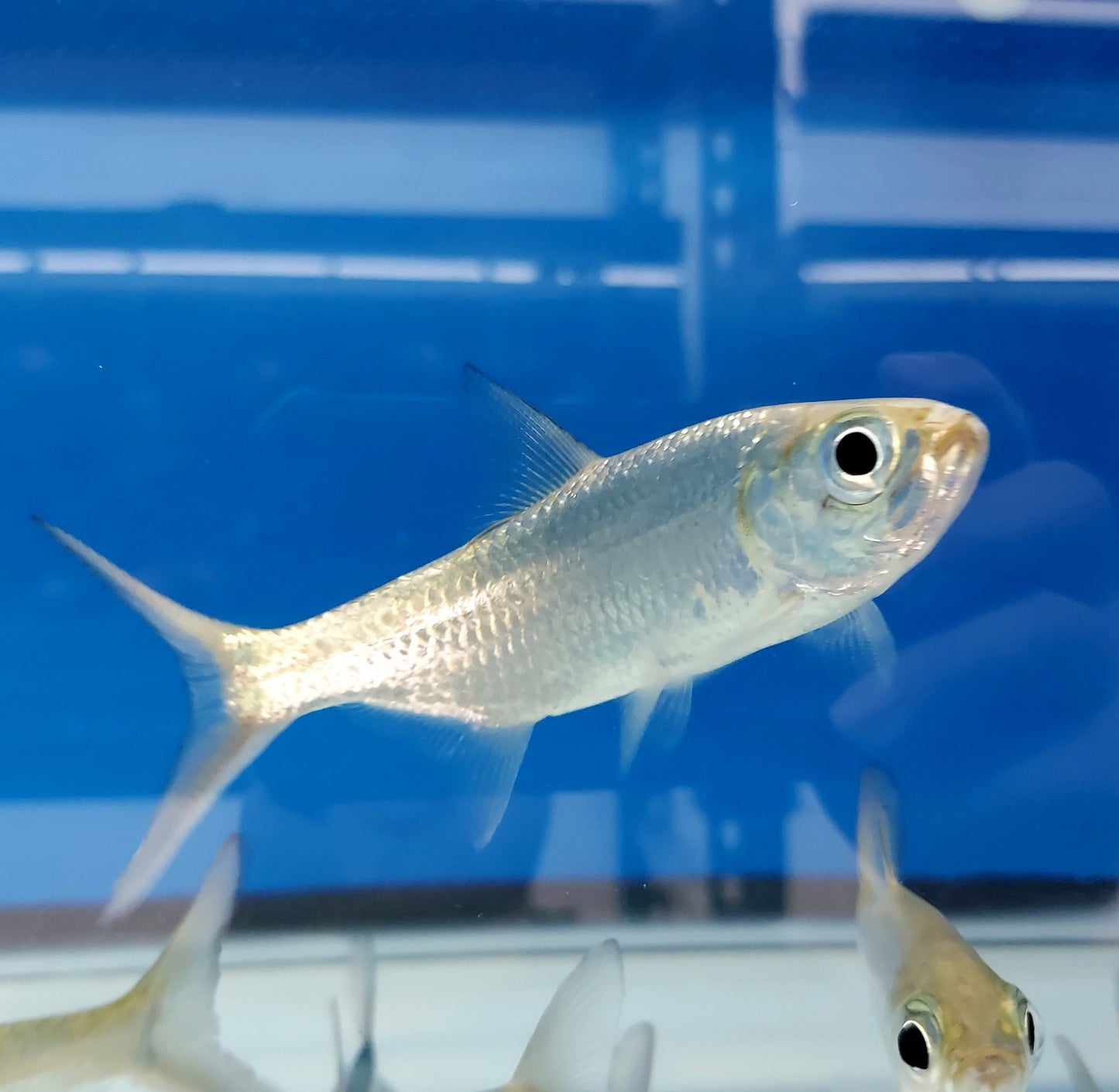 Tarpons