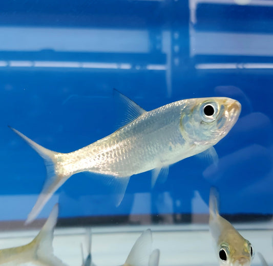 Tarpons
